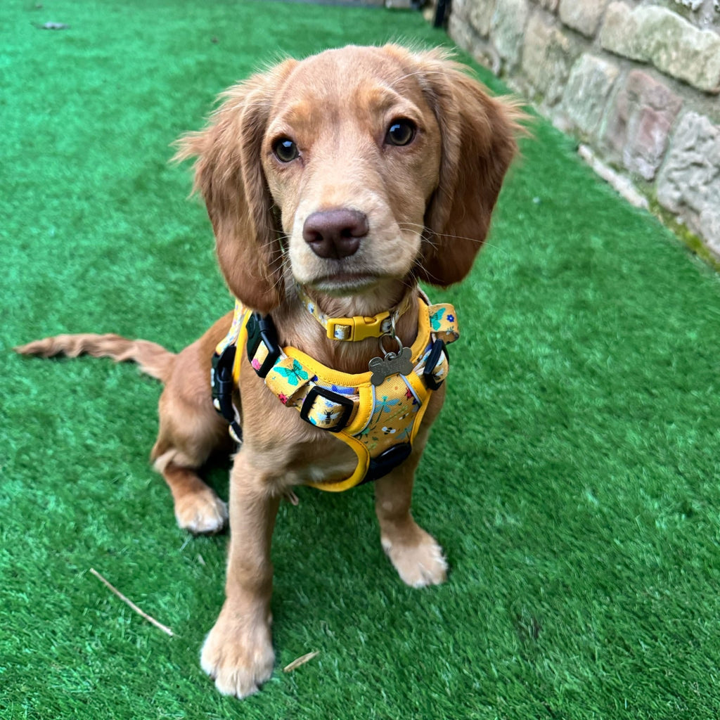 Summer Buzzin Yellow Insect Print No Pull Dog Harness, Adjustable Step In XS to XL