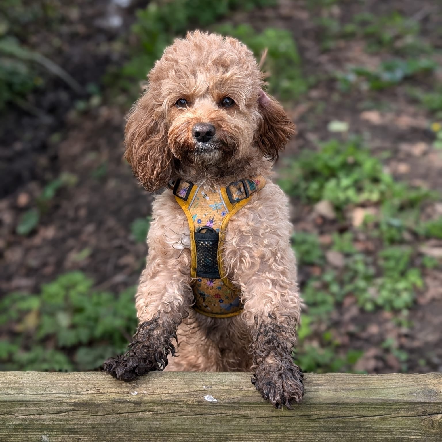 Summer Buzzin Yellow Insect Print No Pull Dog Harness, Adjustable Step In XS to XL