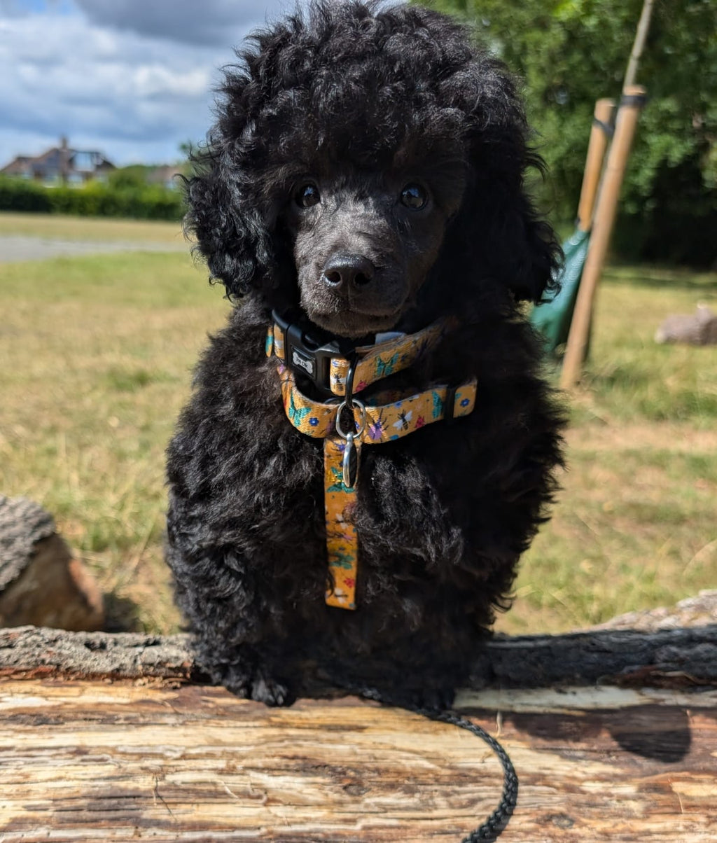 Summer Buzzin XXXS Puppy Strap Harness