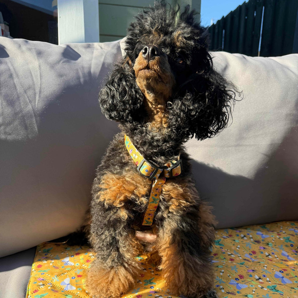 Summer Buzzin XXXS Puppy Strap Harness