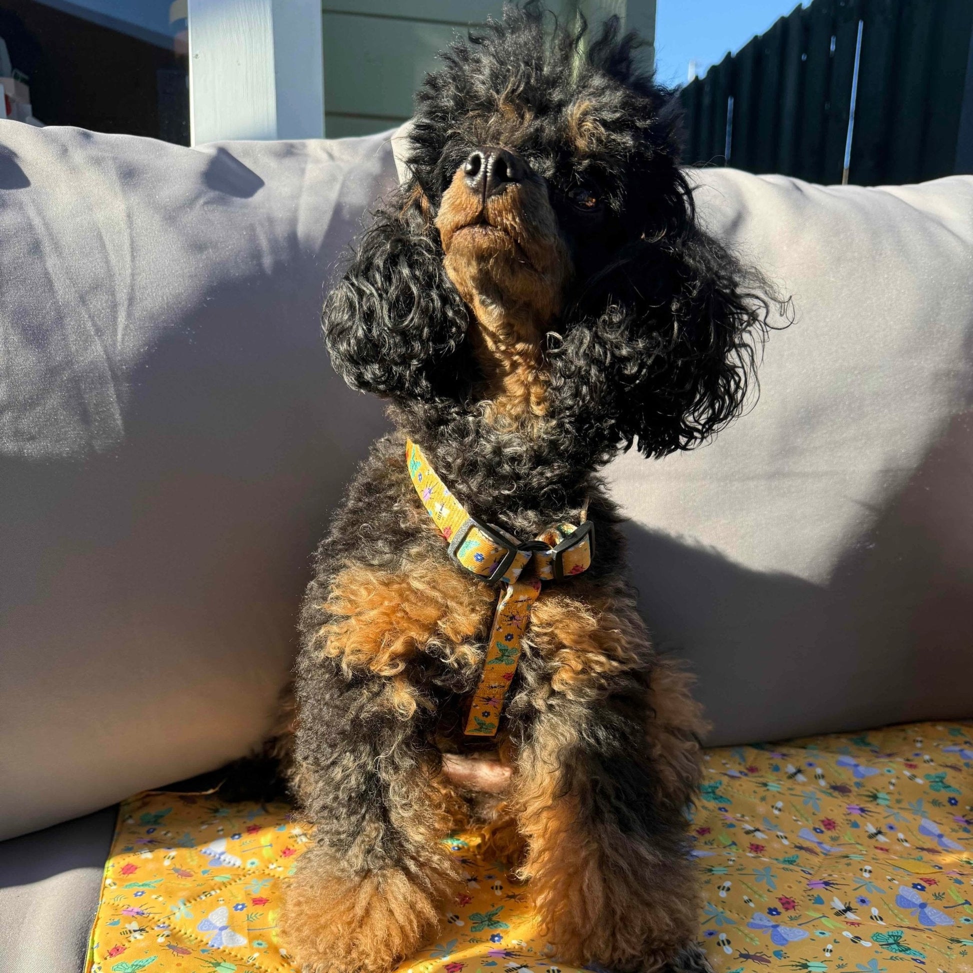 Summer Buzzin XXXS Puppy Strap Harness