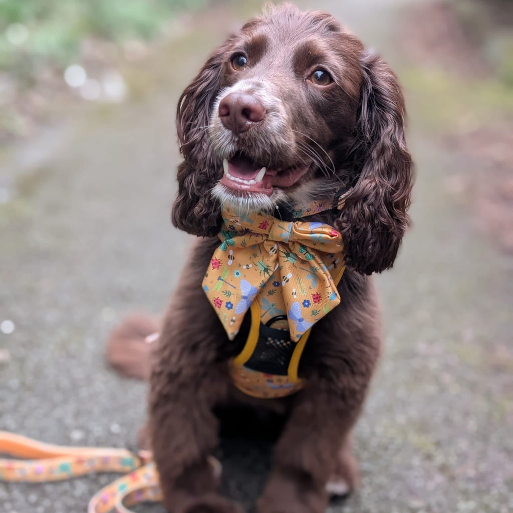 Summer Sailor Bow for Dogs
