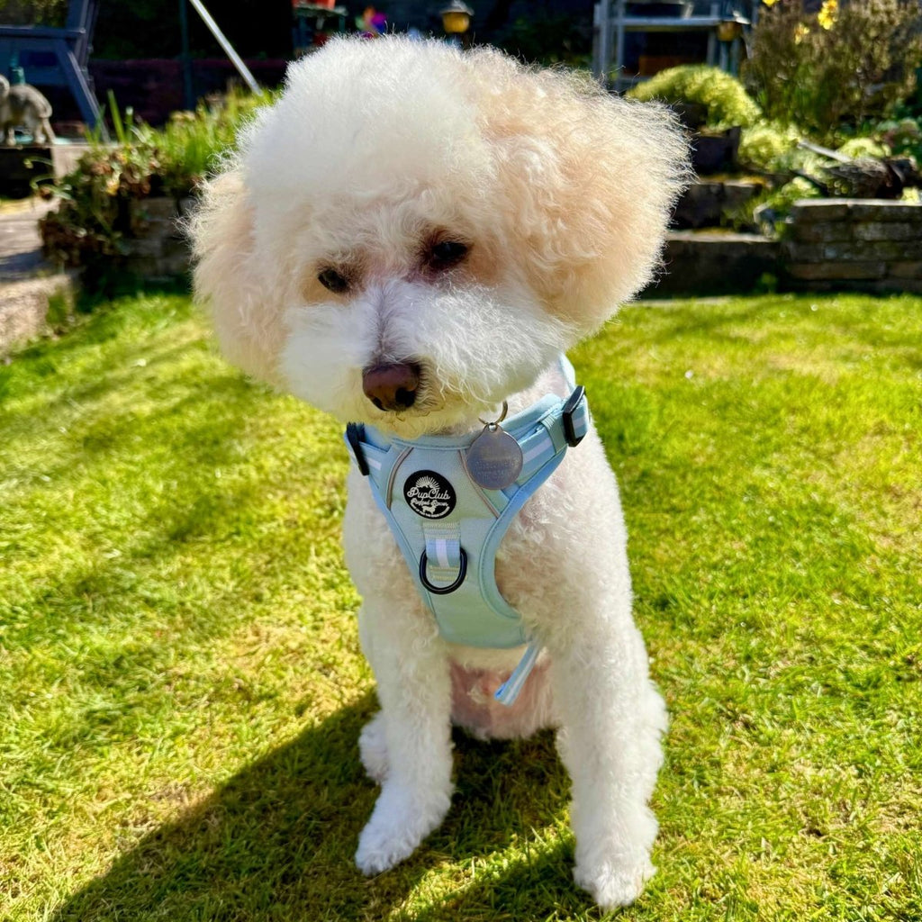 Pastel Blue Rugged Rover Dog Harness