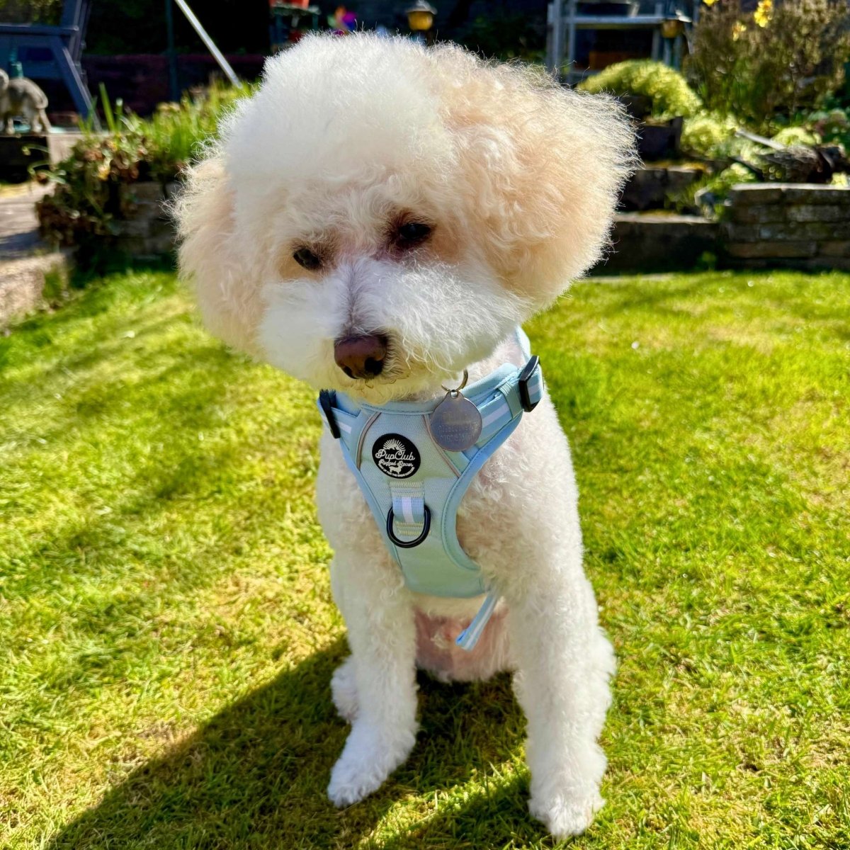 Pastel Blue Rugged Rover Dog Harness