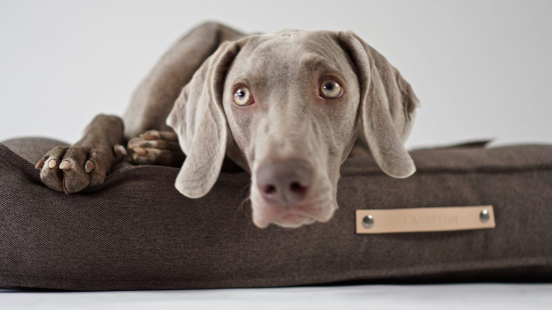 bold, stylish töve dog cushion in a modern living room setting