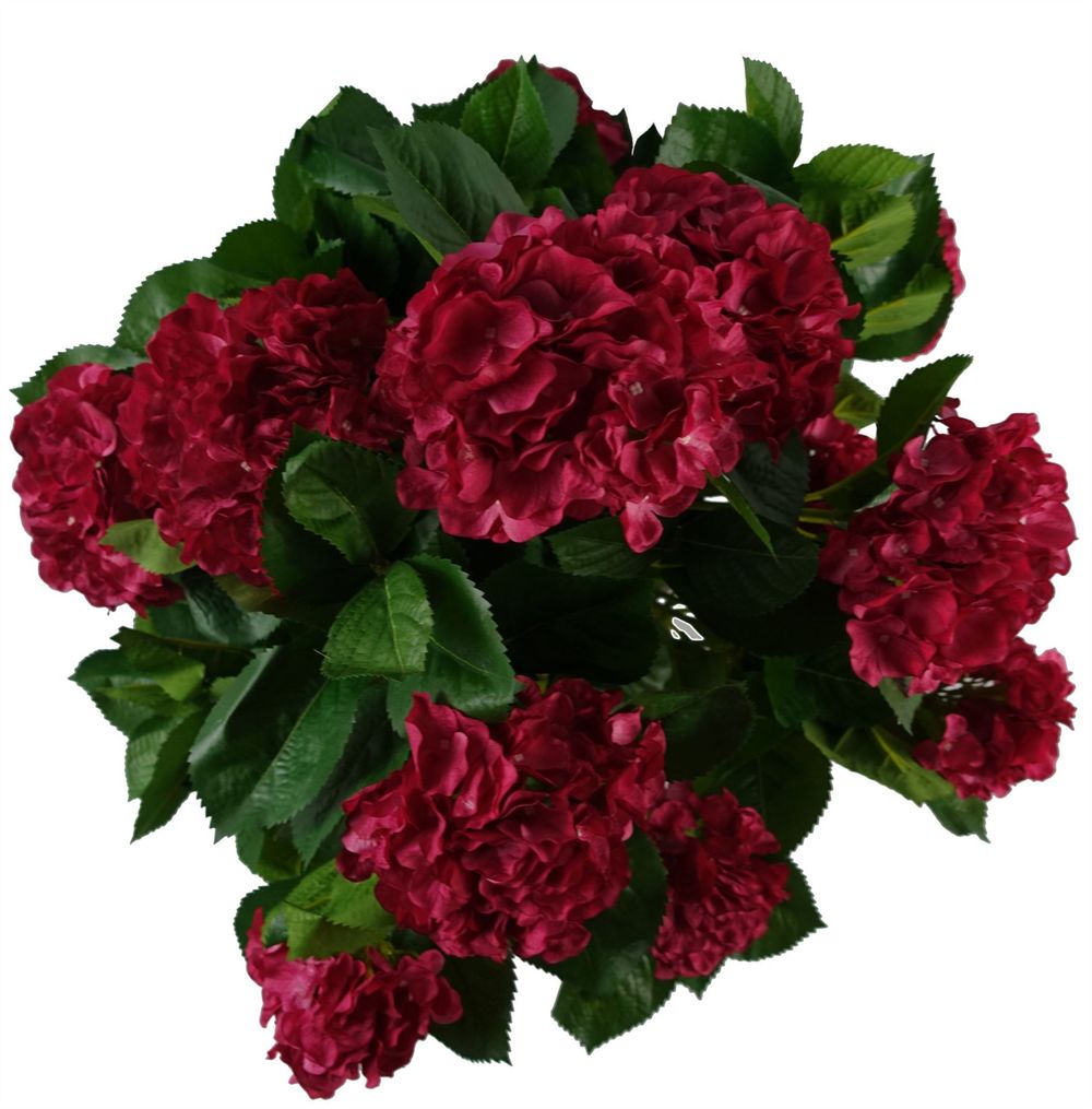 75cm Pink Hydrangea Plant in Pot