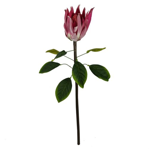 Pack of 6 Pink Protea Sugarbush Flower Stems 65cm