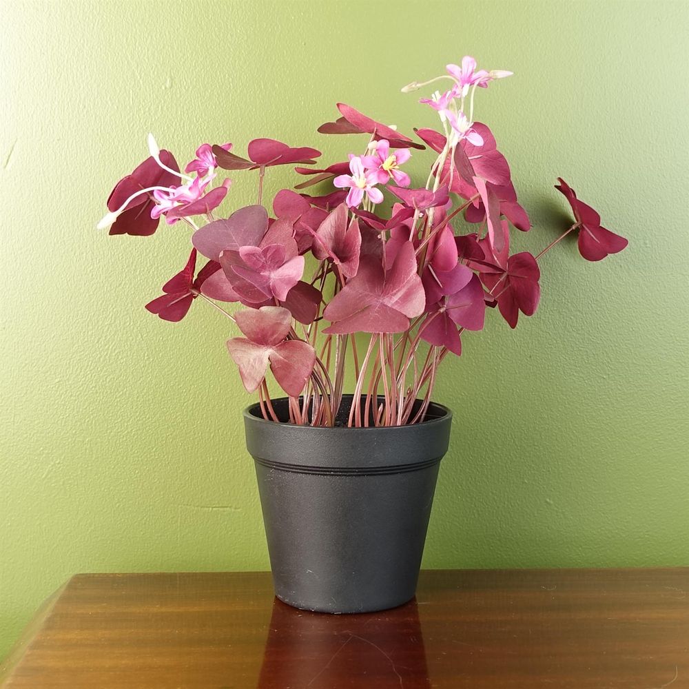 30cm Artificial Purple Shamrock with Pink Flowers in Pot