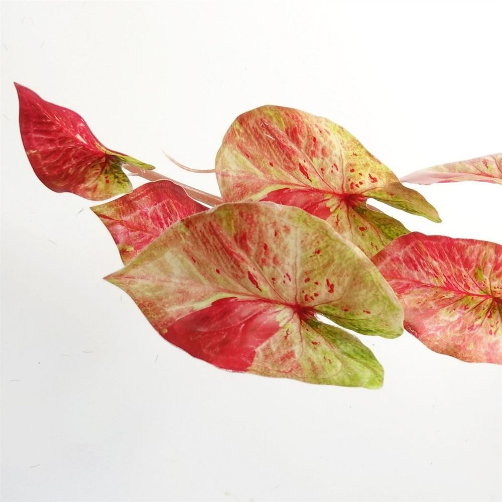 Pink Splash Caladium Trailing Hanging Plant 35cm