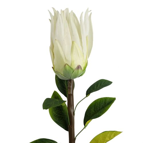 Pack of 6 White Protea Sugarbush Flower Stems 65cm