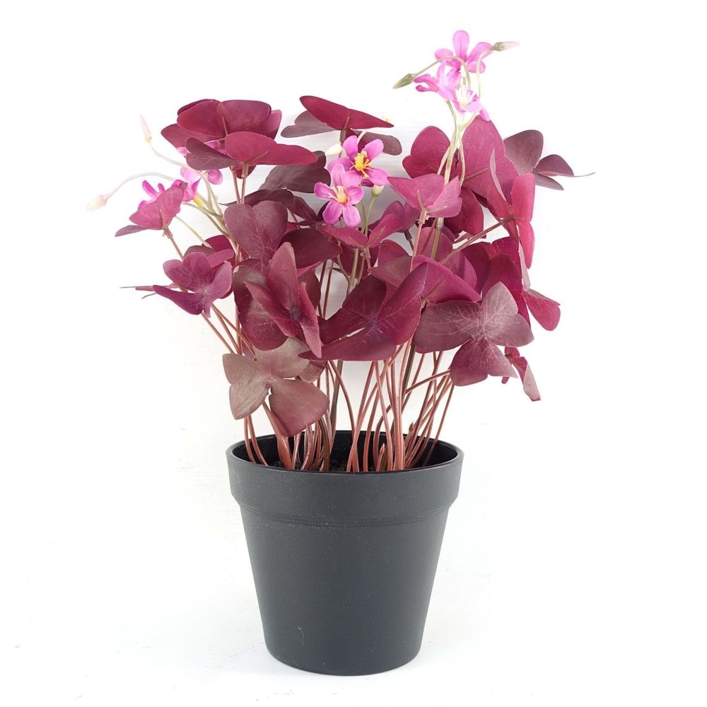 30cm Purple Shamrock Plant with Pink Flowers Potted