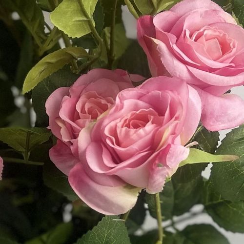 60cm Rose Bush Premium Pink Silk Flowers