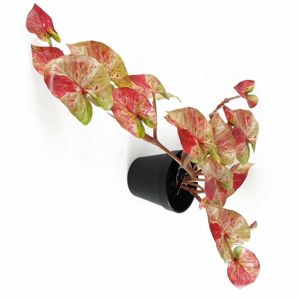 Pink Splash Caladium Trailing Hanging Plant 35cm