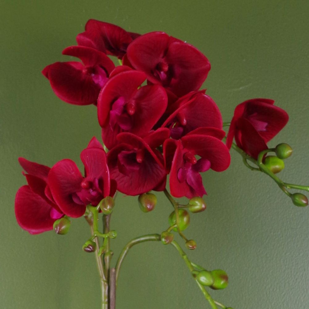 Dark Red Orchid 50cm Artificial Plant in Gold Pot