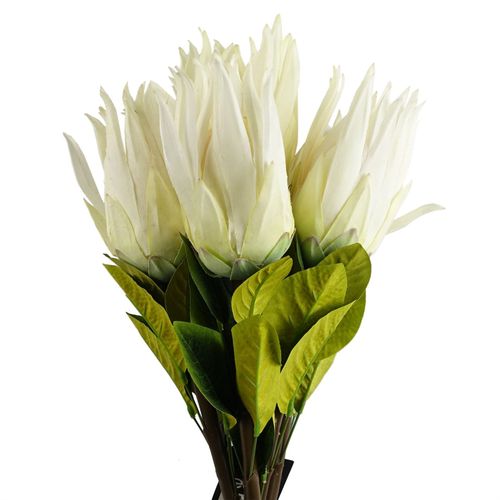 Pack of 6 White Protea Sugarbush Flower Stems 65cm