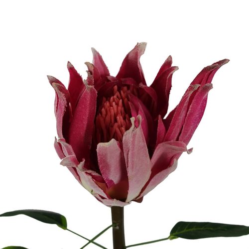 65cm Pink Protea Sugarbush Flower Stem