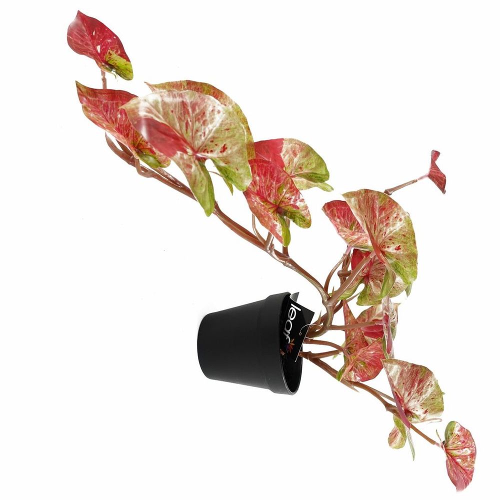 Pink Splash Caladium Trailing Hanging Plant 35cm