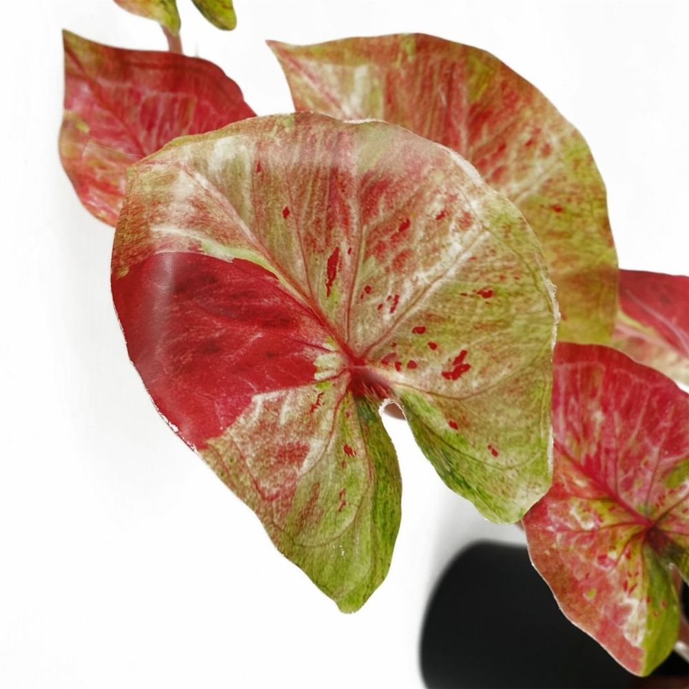 Pink Splash Caladium Trailing Hanging Plant 35cm