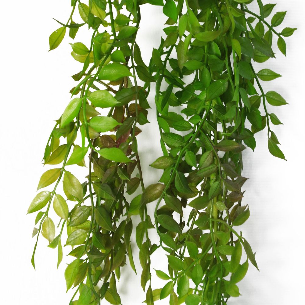 Dark Green Hanging String of Pearls Fern 100cm Pack of 6