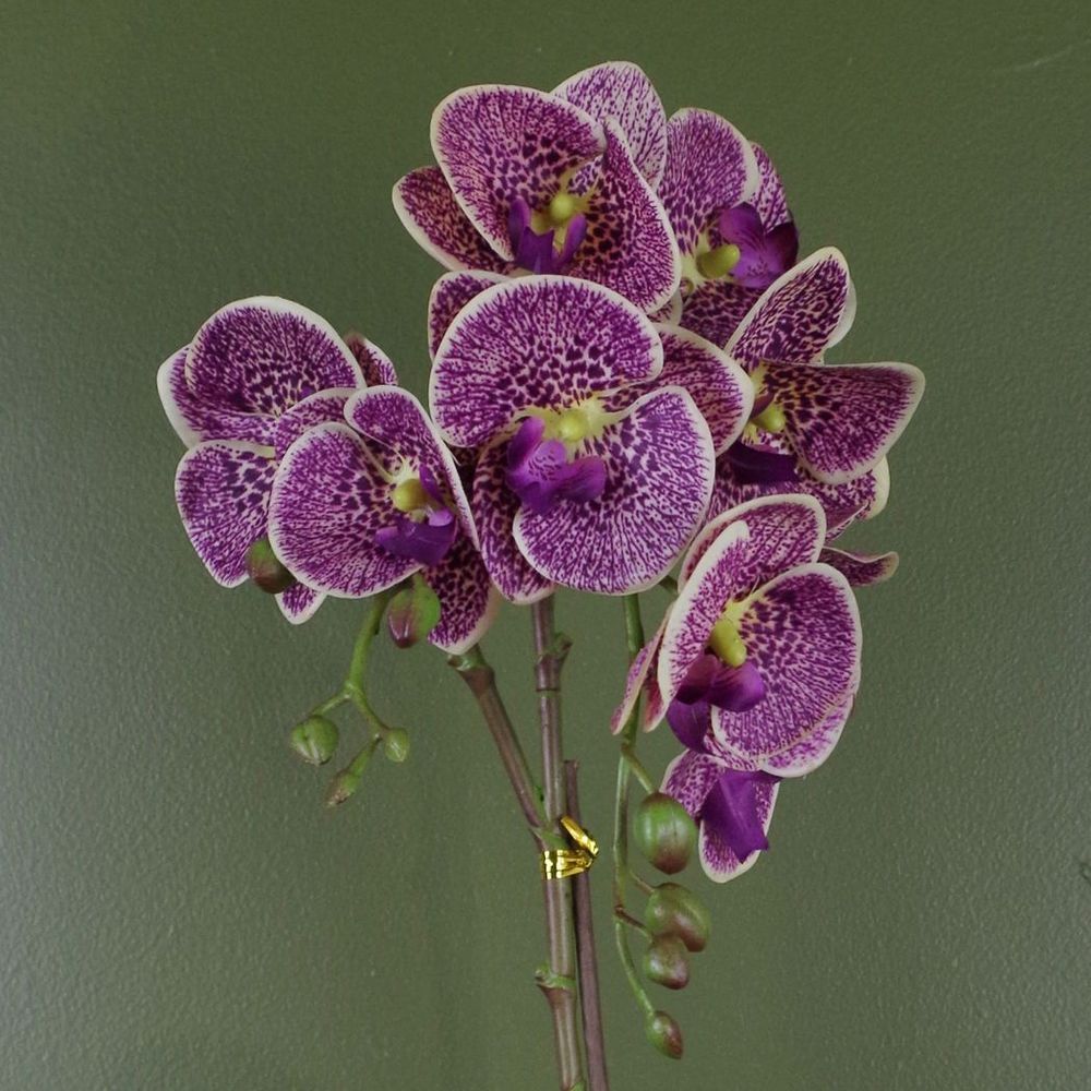 50cm Purple Leopard Orchid Artificial Plant with Gold Pot