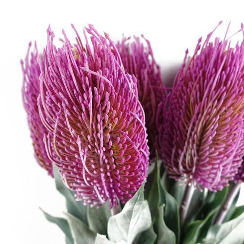 75cm Pink Banksia Menziesii Artificial Flower Stem