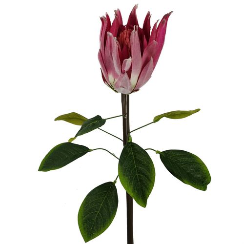65cm Pink Protea Sugarbush Flower Stem