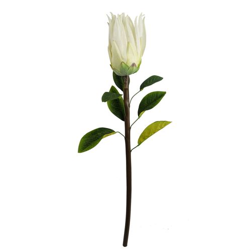 Pack of 6 White Protea Sugarbush Flower Stems 65cm