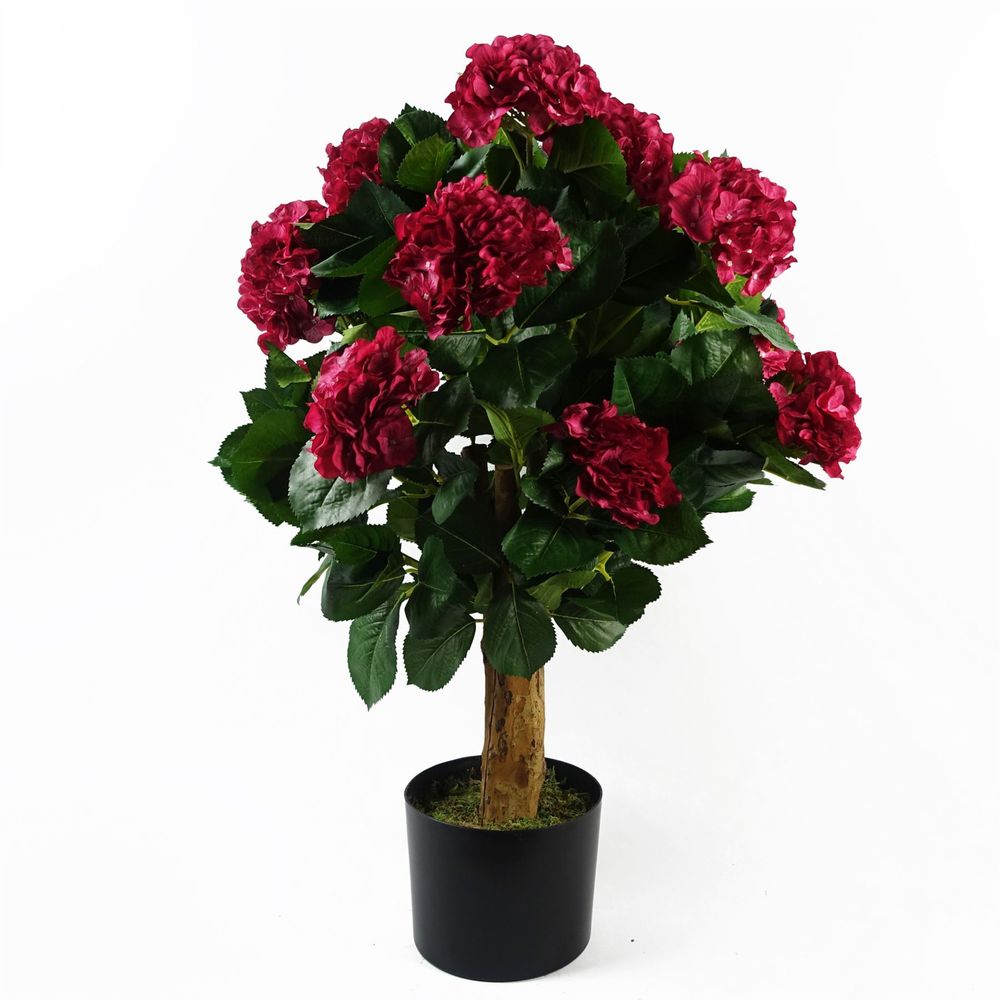75cm Pink Hydrangea Plant in Pot