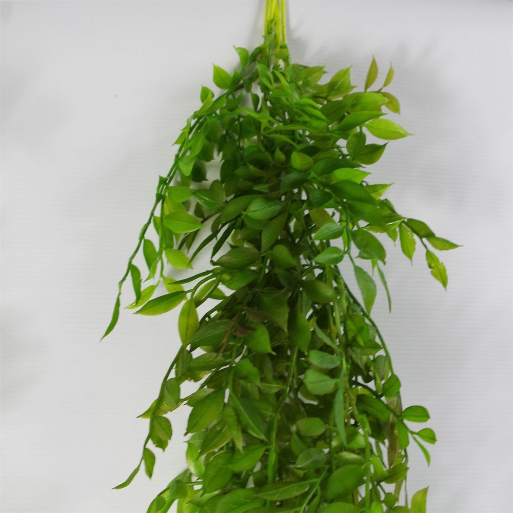 Dark Green Hanging String of Pearls Fern 100cm Pack of 6