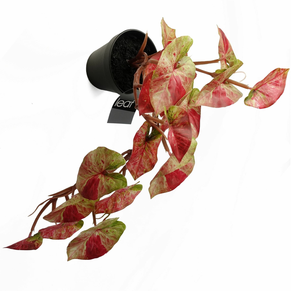 Pink Splash Caladium Trailing Hanging Plant 35cm