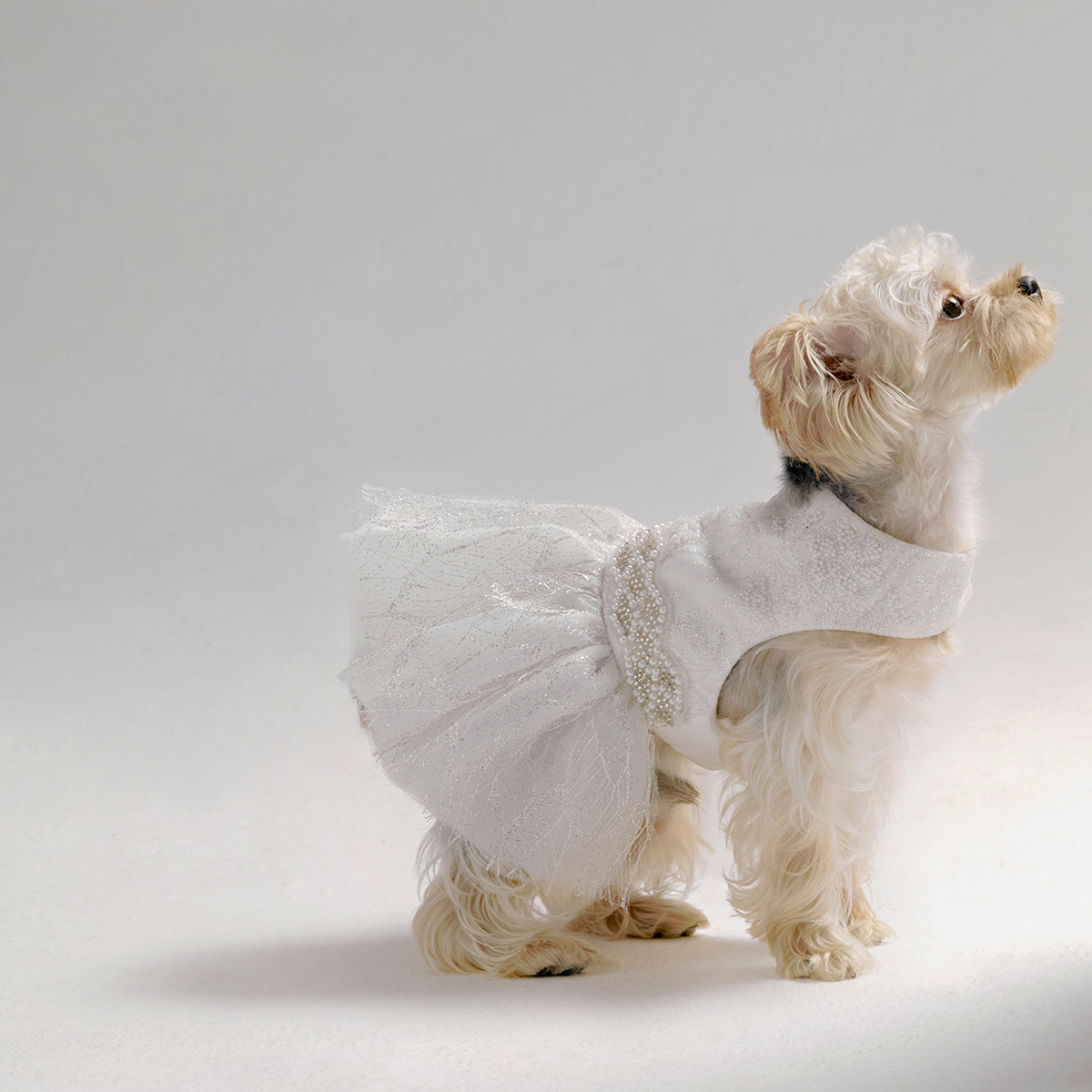 Personalised Wedding Dress for Dogs