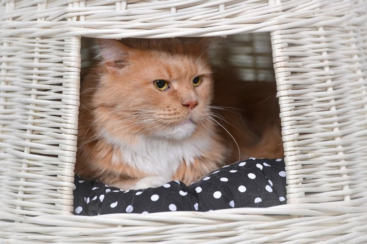 a playful kitten peeking from the top level of a whitewashed wicker cat house