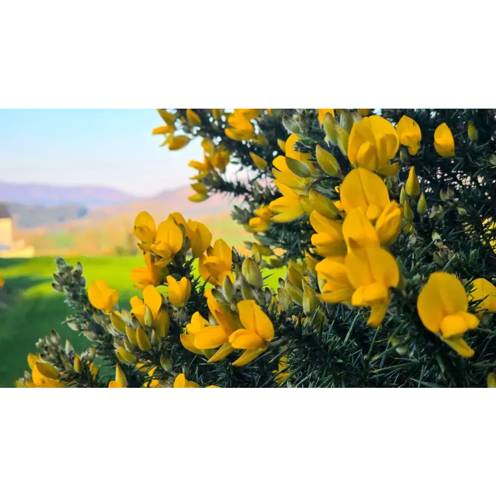 Wild Irish Gorse Atmospheric Tin Soy Candle