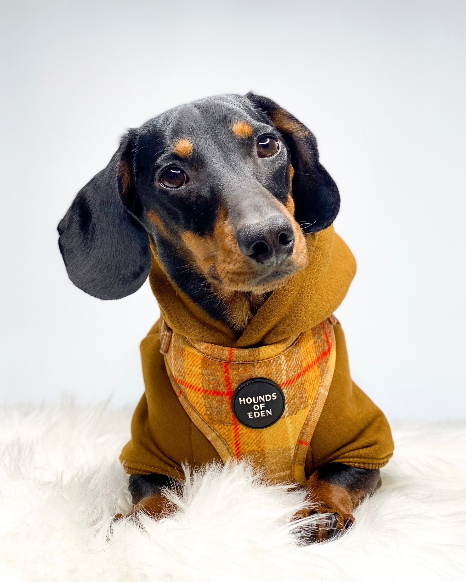 Dog Hoodie - Light Teal