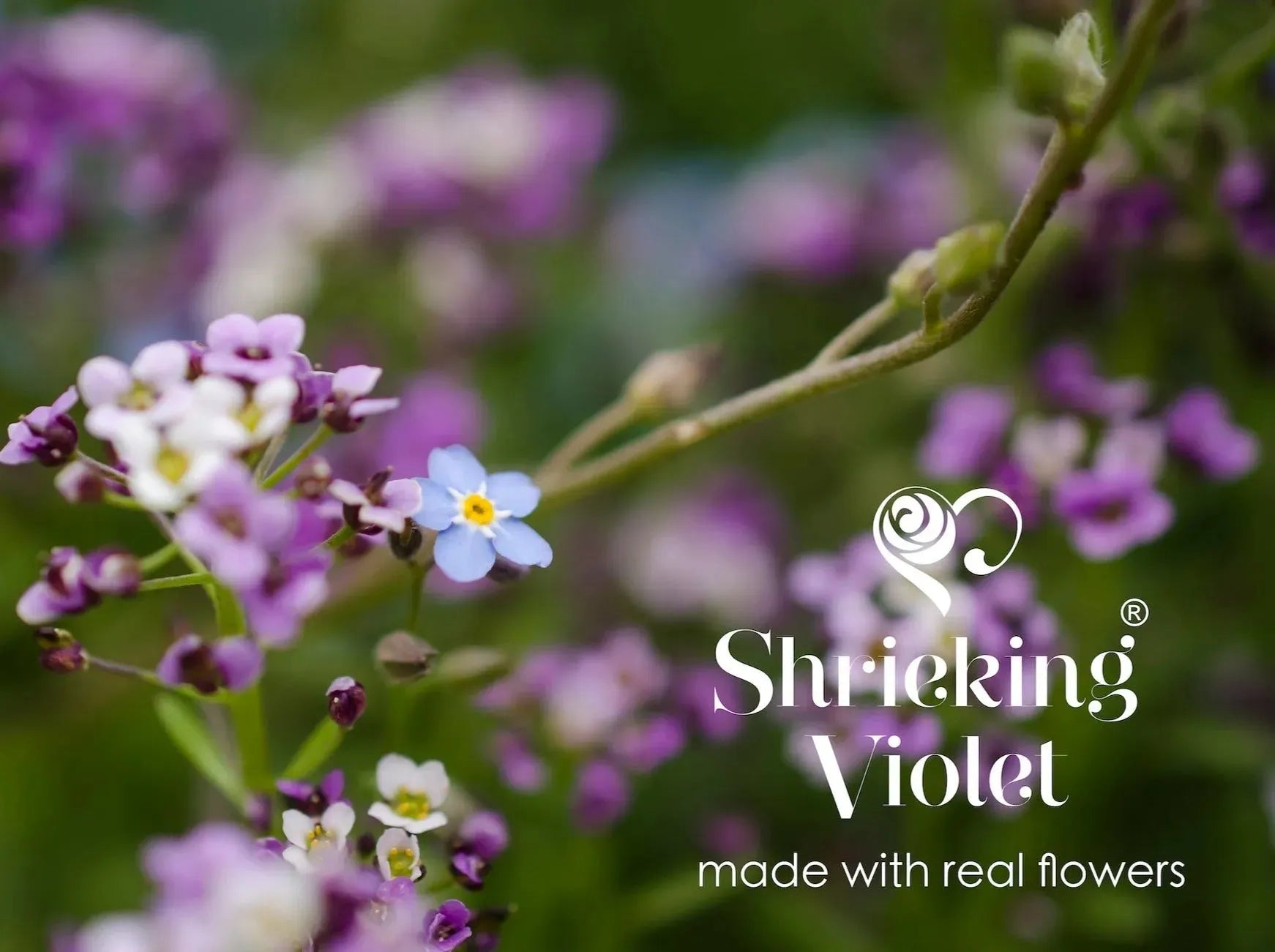 Silver Drop Heart Earrings with Purple Flowers