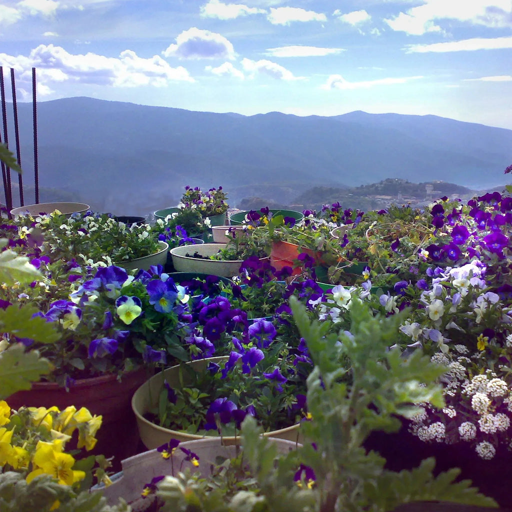 Sterling Silver Teardrop Stud Earrings with Real Flowers
