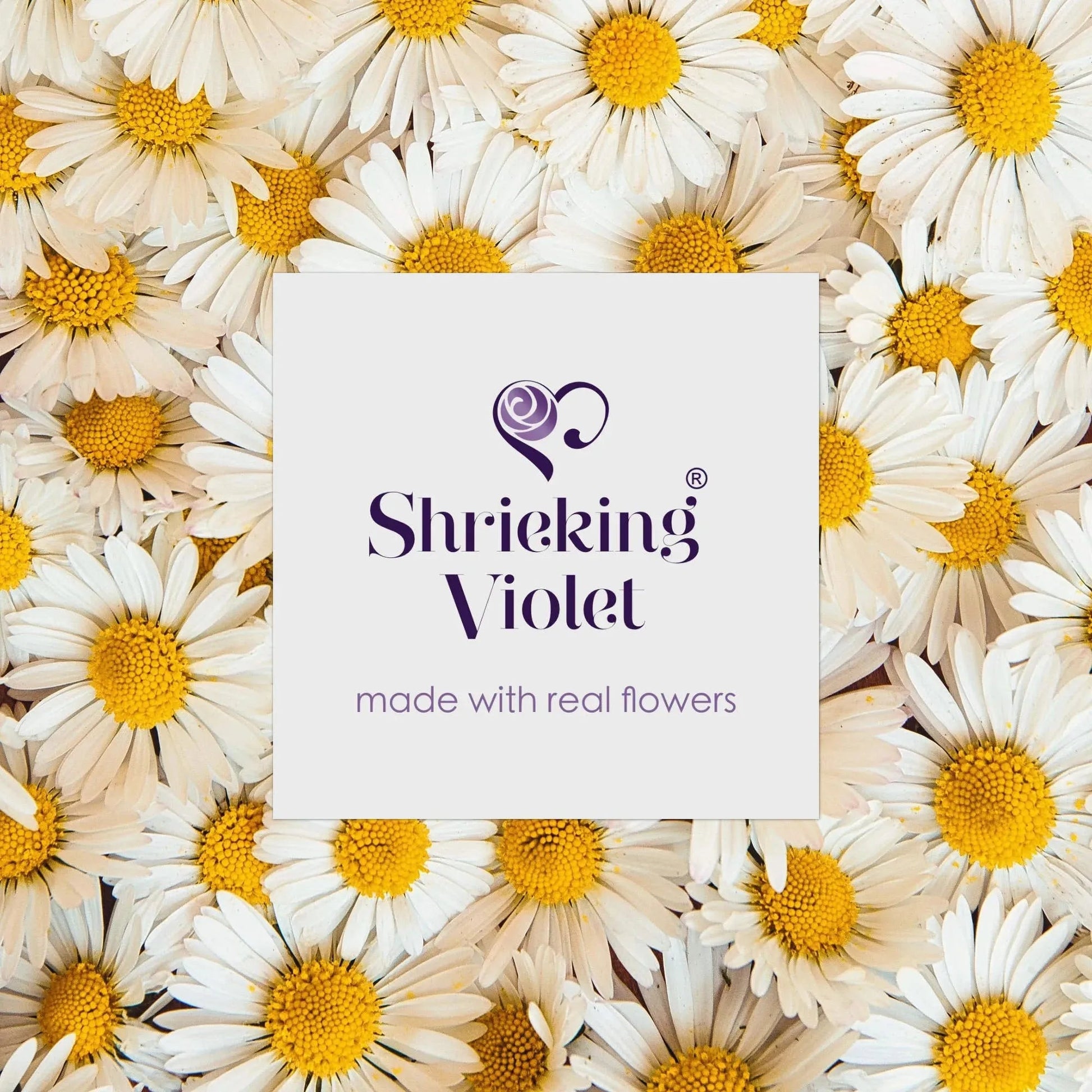 Real Daisy Drop Earrings in Sterling Silver